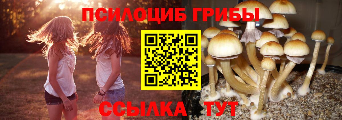 Карачаевск  наркотики  Вход с VPN  Галлюциногенные грибы Psilocybine cubensis  Галлюциногенные грибы мухоморы 